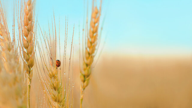 Ladybird sitting on yellow barley spikelet in dew drops.  agricultural natural background with ladybug crawling on the barley ear in the  field.  summer background. copy space.
