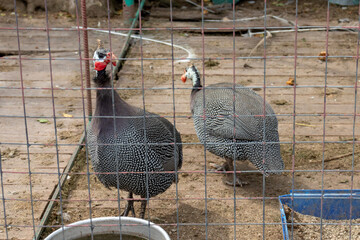 Two beautiful Guinea Fowl Bird or Helmeted Guinea fowl with white spotted feathers. Helmeted guineafowl, Numida meleagris, big grey bird behind bars in a livestock farm
