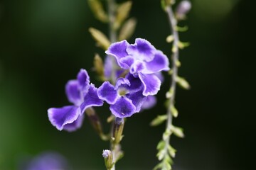 Golden dew drop flowers. Verbenaceae tropical evergreen shrub. Native to tropical America. 