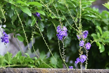 Golden dew drop flowers. Verbenaceae tropical evergreen shrub. Native to tropical America. 