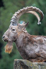 Portrait of a Male Siberian Ibex (Capra sibirica)