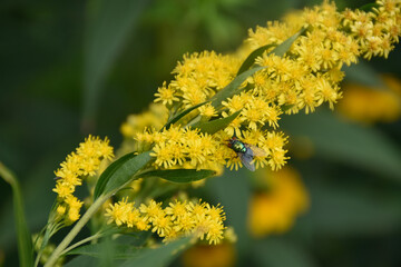 Green fly with transparent wings sits on the blooming branch of yellow plant with small flowers.