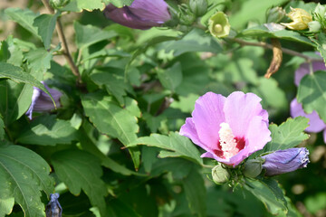 The purple hibiscus flower blooms on a green bush in the summer garden.