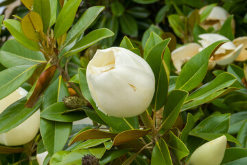 White magnolia flower