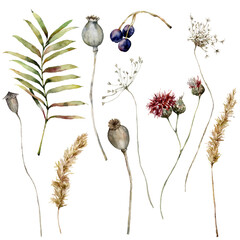 Watercolor autumn set of dry pampas grass, poppy, anise, thistle, berry and leaves. Hand painted fall plants isolated on white background. Floral illustration for design, print, fabric or background.