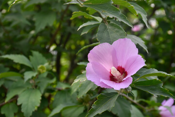 The pink hibiscus flower blooms on a green bush in the garden.