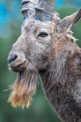 Portrait of a Male Siberian Ibex (Capra sibirica)