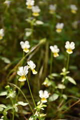 Wildflowers bloom among the high grass in the green forest glade.