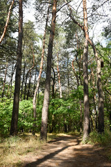 Old pine trees make shade on a sunlit path in the green forest.