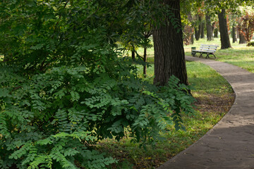 A stone path in a green summer park leads to a bench in the distance. Beautiful evening sunlight.
