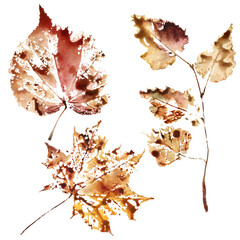 Watercolor autumn abstract set of leaves on the branch. Hand painted fall plants isolated on white background. Floral illustration for design, print, fabric or background.