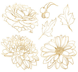 Watercolor autumn set of gold dahlia, rose, aster and leaves. Hand painted linear flowers isolated on white background. Floral illustration for design, print, fabric or background.