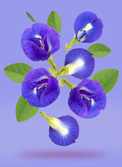 Fototapeta na wymiar Fresh butterfly pea with green leaves falling in the air isolated on purple background, Bluebellvine , cordofan pea, flower on purple background With clipping path.