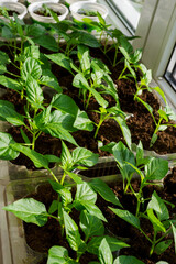 Pepper seedlings in a box by the window.