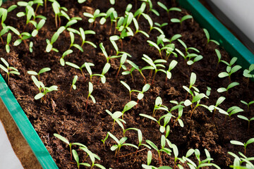 Pepper seedlings in a box by the window.