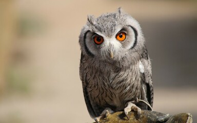 close up of an owl