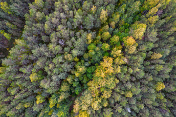 Directly above aerial drone full frame shot of green emerald pine forests and yellow foliage groves with beautiful texture of treetops. Beautiful fall season scenery. Mountains in autumn colors 