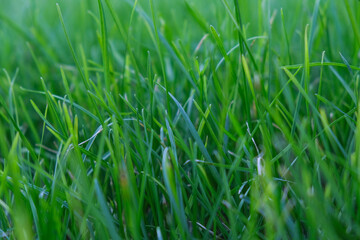 Green grass background. Green spikelets and grass. Forest ecology. Wildlife, wild life. Earth Day. Conservation, ecology, environment concept