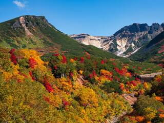 十勝岳温泉の紅葉