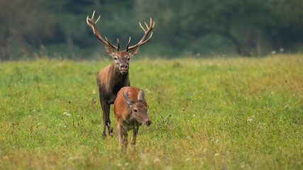 Rutting red deer, cervus elaphus, stag sniffing for a scents of a hing in heat. Pair of wild animals in mating season creating a pair. Hoofed mammals in nature from front view with copy space.