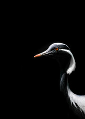 demoiselle crane © Leny Silina Helmig