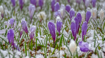 Krokus, Wiese, Schnee, Wintereinbruch, Krokusse, violett, weiß, Blume, Frühblüher, Blüte, Schnee, Schneeflocken, Schneedecke, kalt, frieren, Blumenwiese, Schwertlilie, Schwertliliengewächs, Alm, Almwi © TRFilm