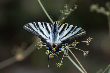 Mariposa Podalirios - iphiclides podalirius