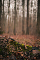 Tree stump with moss and brown bracket fungus in the forest