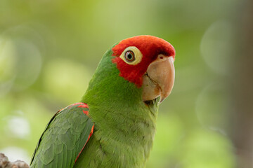 Loro de Máscara Roja