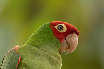 Loro de Máscara Roja