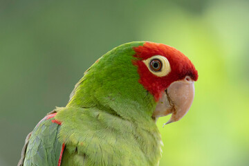 Loro de Máscara Roja