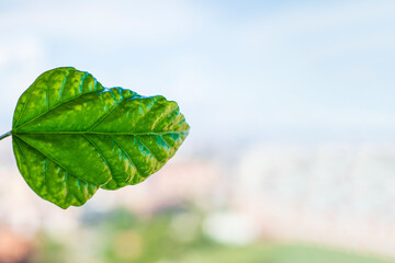 green leaf on white background.