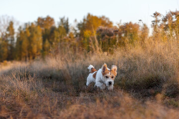 Wirehaired Jack Russell Terrier puppy running in an autumn field