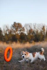 Jack Russell Terrier puppy catches an orange puller in an autumn field