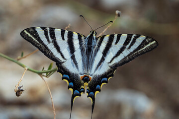 Mariposa Podalirios - Iphiclides podalirius