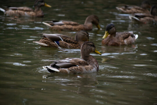 ducks swim in the pond of the city park.