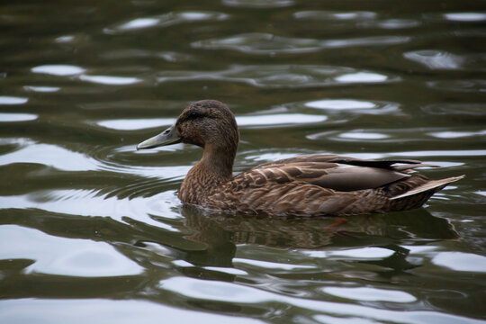 ducks swim in the pond of the city park.