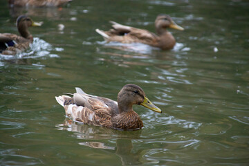 ducks swim in the pond of the city park.