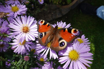 Tagpfauenaugen (Aglais io) auf lila Herbstastern