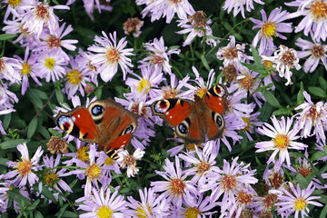 Honigbienen (Apis mellifera) und Tagpfauenaugen (Aglais io, Syn.: Inachis io, Nymphalis io) suchen Nektar auf lila Herbstastern (Aster dumosus, Syn Symphyotrichum dumosum)