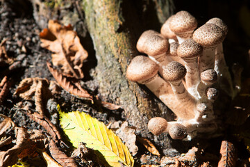 Mushrooms growing near a tree in the forest. Honey agaric.