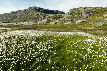 Meadow with lots of white wildflowers, Vestland county, Norway