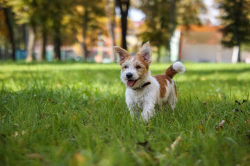 Portrait of Wire-haired Jack Russell Terrier on a background of yellow foliage in the park