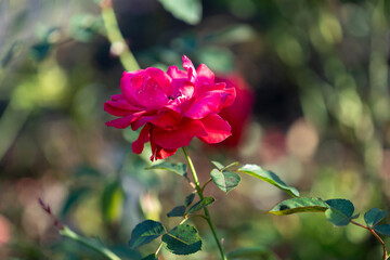 Pink rose flowers close-up on a blurry background