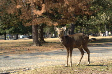 奈良公園で佇む鹿