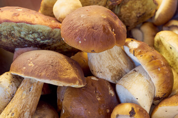 Fresh harvested forest mushrooms as a background.