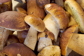 Fresh harvested forest mushrooms as a background.