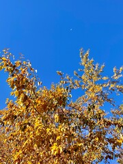 Beautiful autumn day with a visible moon during the day.