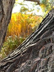 Beautiful autumn day with a visible moon during the day.