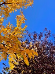 Beautiful autumn day with a visible moon during the day.